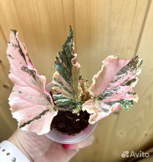 Бегония Ginny Galaxy