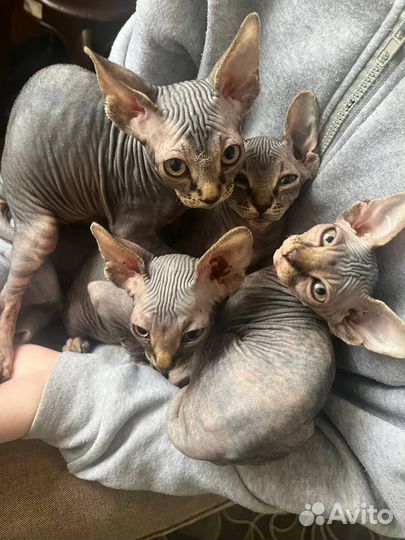 Донской сфинкс котята