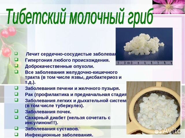 Тибетский молочный гриб купить в Мытищах | Товары для дома и дачи | Авито
