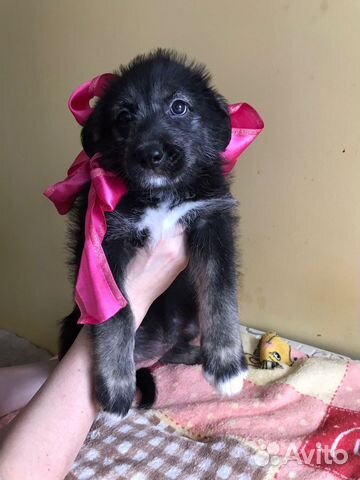 Собака