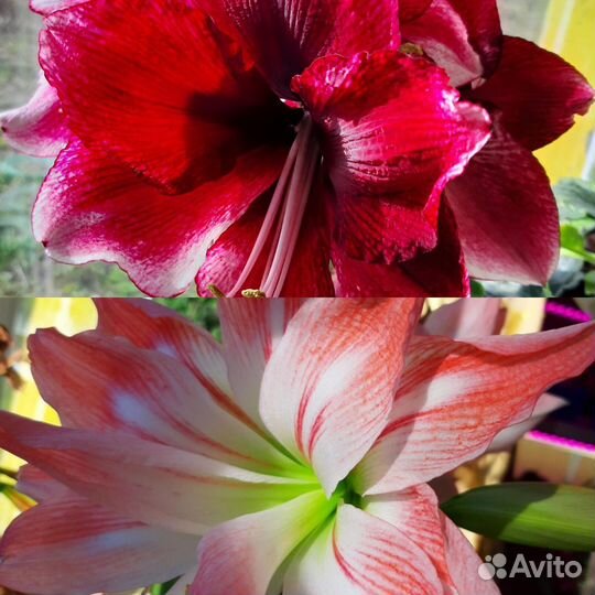 Продаю цветы