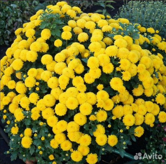 Мультифлора, саженец