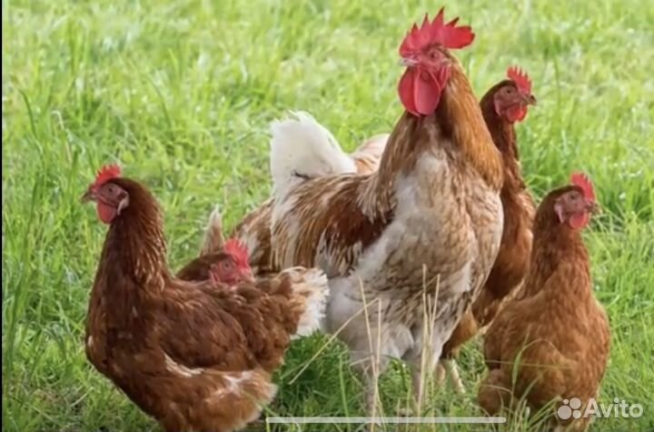 Куры несушки