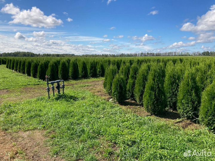 Саженцы Туя Смарагд 130-150 см доставка