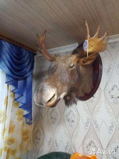 Чучело головы лося