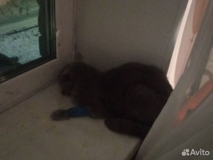 Кошка