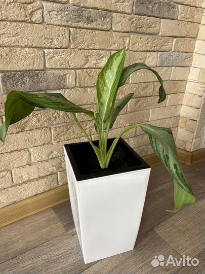 Аглаонема Сильвер Бей