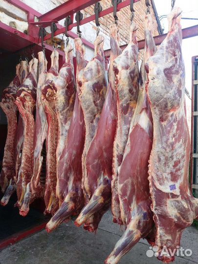 Мясо говядины