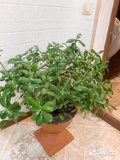 Денежное дерево