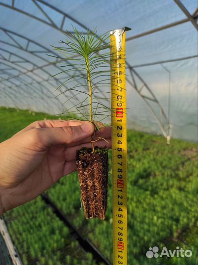 Сеянцы сосны обыкновенной зкс