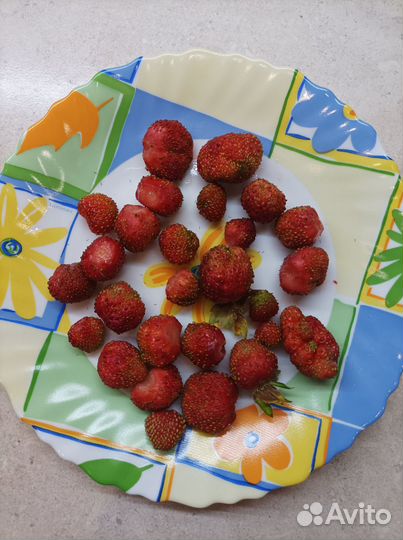 Саженцы клубники и земляники