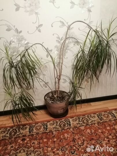 Драцена Гавайская