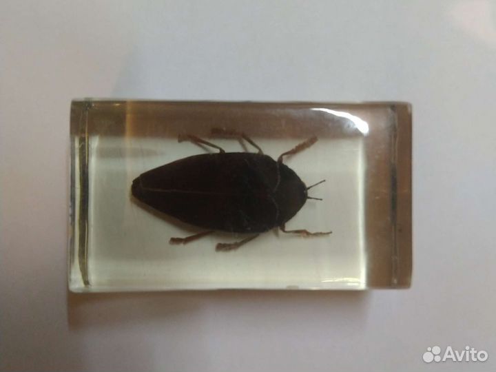 Насекомые в стекле