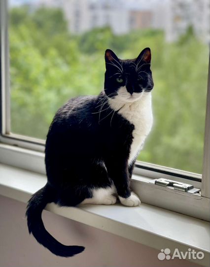 Очаровательная Мила отдается в добрые руки