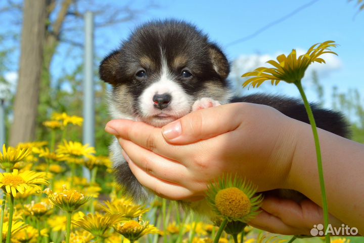 Щенки вельш корги пемброк