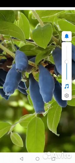 Продам саженцы жимолости