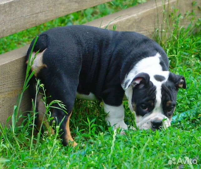 Английский бульдог,мальчик