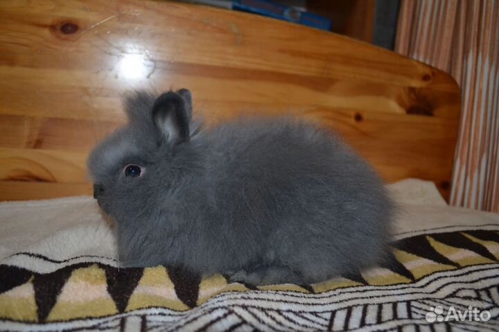 Кролик карликовый декоративный