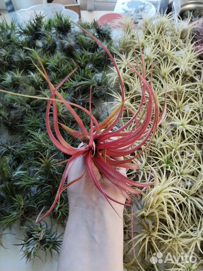 Tillandsia Brachycaulos