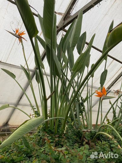 Стрелиция регина