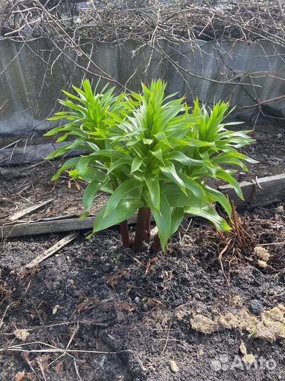 Растения цветы для сада