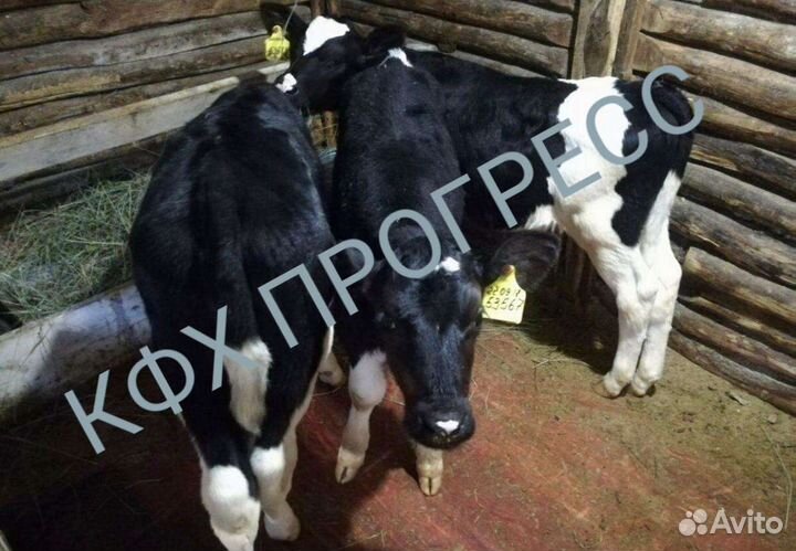 Бычки телята для откорма