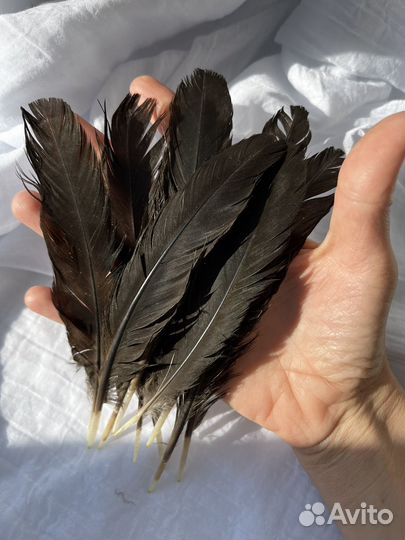 Перья для творчества