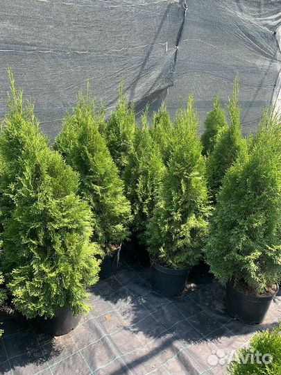 Туя западная Смарагд