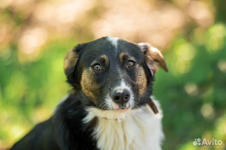 Собака в добрые руки