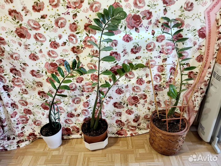 Замиокулькас