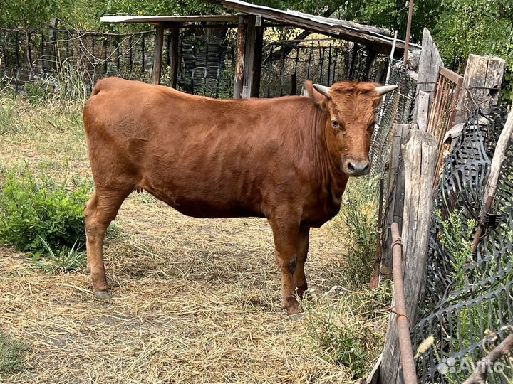 Телка 1,2месяца