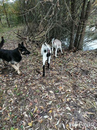 Козёл для вязки