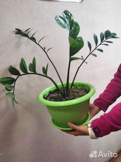 Замиокулькас