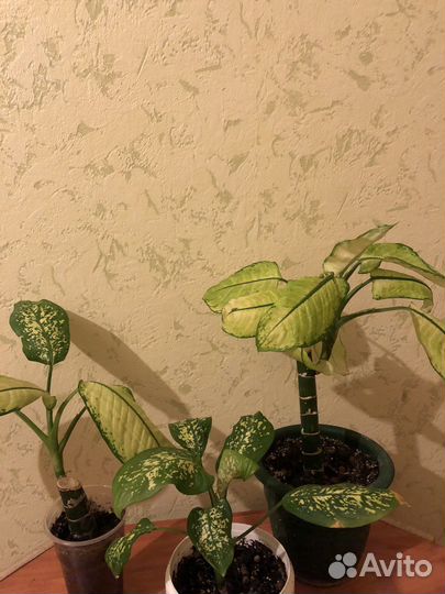 Комнатные цветы