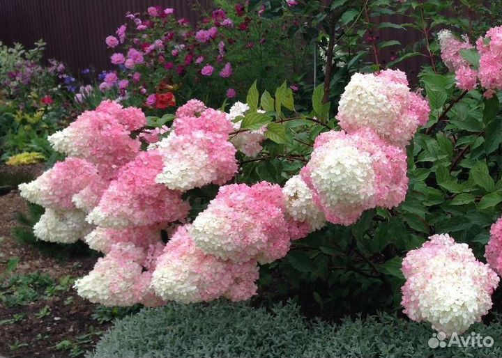 Гортензия Ванилла Фрайз