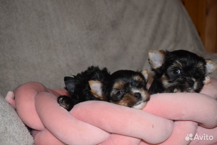 Щенки йорка беби фейс мини