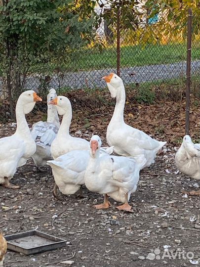 Холмогорские гуси