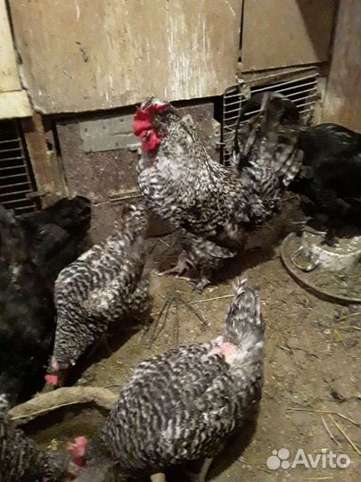Продам Кенора,Куриц и циплят