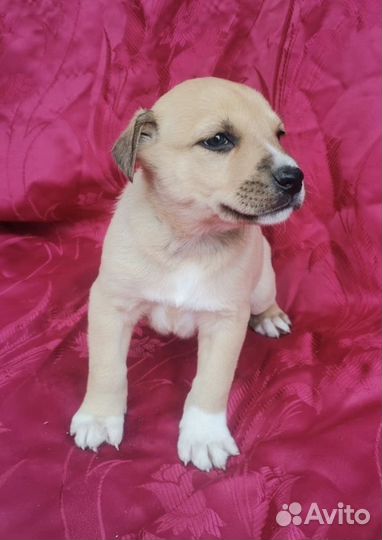 Щенки в добрые руки