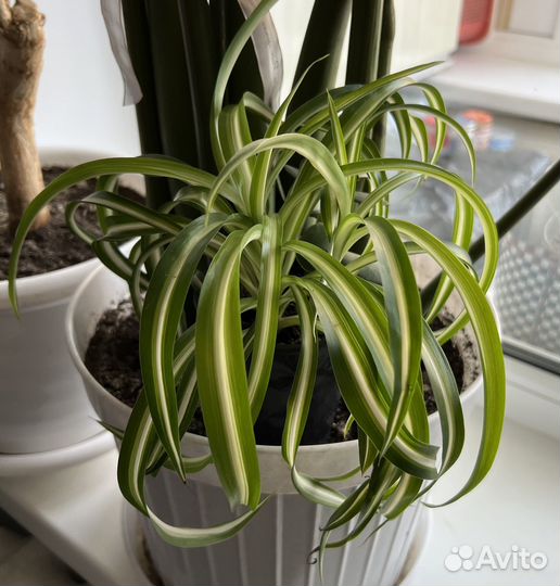 Хлорофитум кудрявый