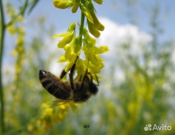 Мёд 24 года натуральный опт