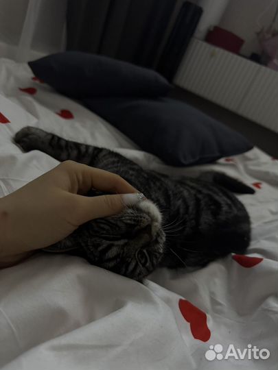 Кот ласковый 8 месяцев