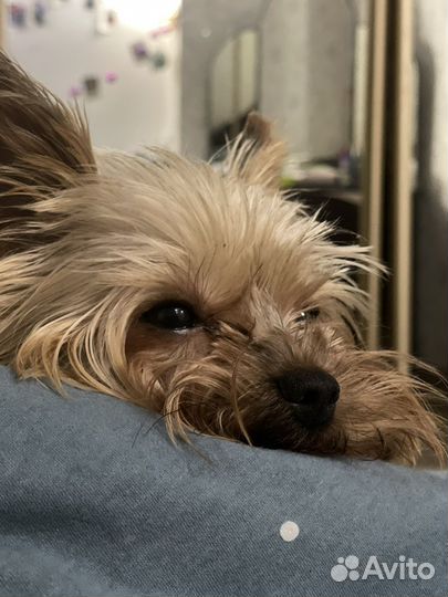 Передержка собак