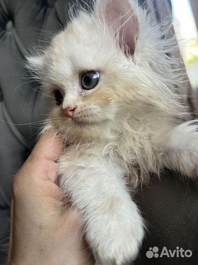 Хайленд фолд