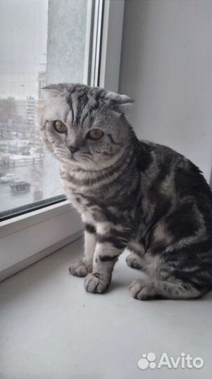 Кот на вязку