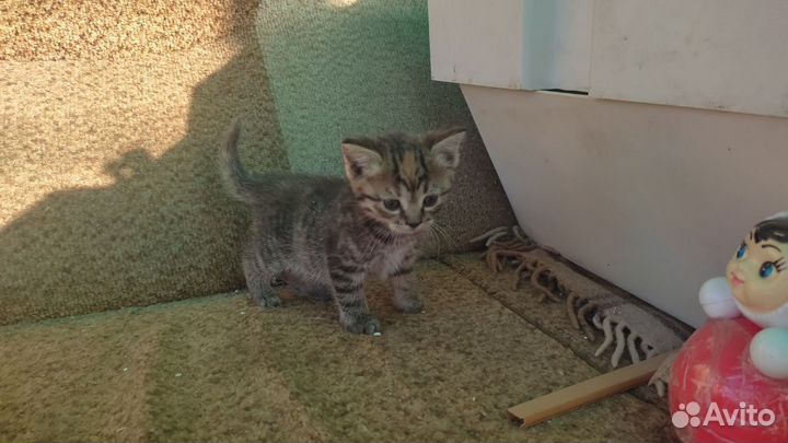 Котята в добрые руки бесплатно