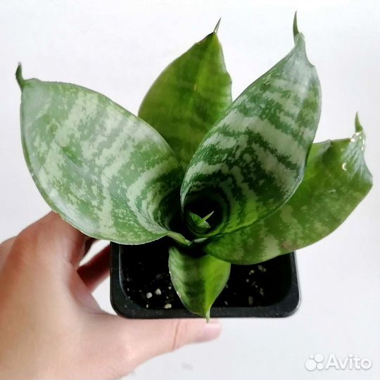 Сансевиерия Ханни