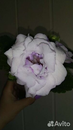 Глоксиния махровая цветущая