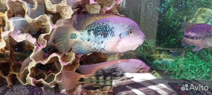 Аквариум 240 рыбы