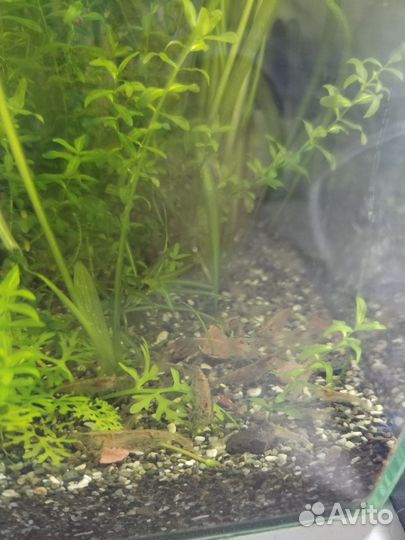 Аквариумные креветки амано